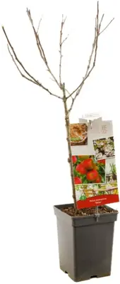 Malus domestica 'Elstar' (Appel) fruitplant 90cm - afbeelding 3