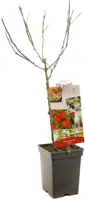 Malus domestica 'Elstar' (Appel) fruitplant 90cm - afbeelding 3