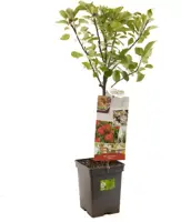 Malus domestica 'Elstar' (Appel) fruitplant 90cm - afbeelding 2