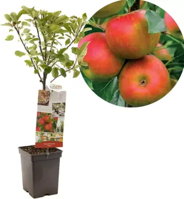 Malus domestica 'Elstar' (Appel) fruitplant 90cm - afbeelding 1