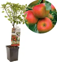 Malus domestica 'Elstar' (Appel) fruitplant 90cm - afbeelding 1