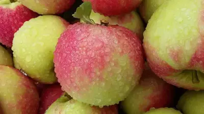 Malus domestica 'Elstar' (Appel) fruitplant 90cm - afbeelding 5