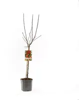 Malus domestica 'Gala' (Appel) fruitplant 160cm - afbeelding 2