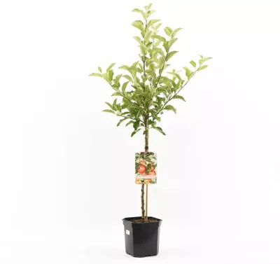 Malus domestica 'Gala' (Appel) fruitplant 160cm - afbeelding 1