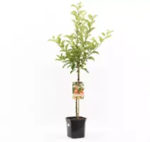 Malus domestica 'Gala' (Appel) fruitplant 160cm - afbeelding 1