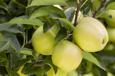 Malus domestica 'Golden Delicious' (Appel) fruitplant 160cm - afbeelding 9