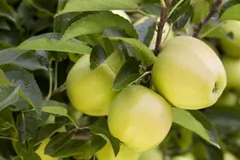 Malus domestica 'Golden Delicious' (Appel) fruitplant 160cm - afbeelding 9