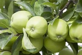 Malus domestica 'Golden Delicious' (Appel) fruitplant 160cm - afbeelding 14