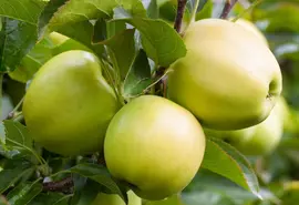 Malus domestica 'Golden Delicious' (Appel) fruitplant 160cm - afbeelding 10