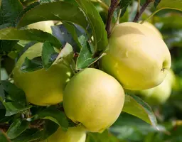 Malus domestica 'Golden Delicious' (Appel) fruitplant 160cm - afbeelding 11