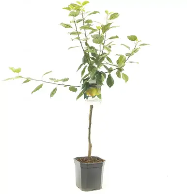 Malus domestica 'Golden Delicious' (Appel) fruitplant 160cm - afbeelding 1