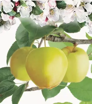 Malus domestica 'Golden Delicious' (Appel) fruitplant 160cm - afbeelding 2