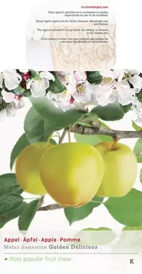 Malus domestica 'Golden Delicious' (Appel) fruitplant 160cm - afbeelding 3