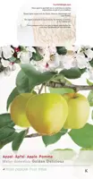 Malus domestica 'Golden Delicious' (Appel) fruitplant 160cm - afbeelding 3