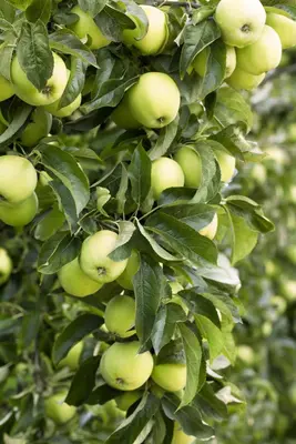 Malus domestica 'Golden Delicious' (Appel) fruitplant 160cm - afbeelding 3