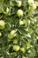 Malus domestica 'Golden Delicious' (Appel) fruitplant 160cm - afbeelding 3