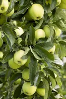 Malus domestica 'Golden Delicious' (Appel) fruitplant 160cm - afbeelding 7