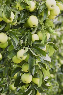 Malus domestica 'Golden Delicious' (Appel) fruitplant 160cm - afbeelding 8