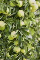 Malus domestica 'Golden Delicious' (Appel) fruitplant 160cm - afbeelding 8