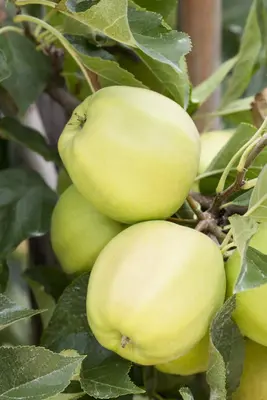 Malus domestica 'Golden Delicious' (Appel) fruitplant 160cm - afbeelding 15