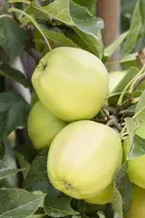 Malus domestica 'Golden Delicious' (Appel) fruitplant 160cm - afbeelding 15