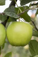 Malus domestica 'Golden Delicious' (Appel) fruitplant 160cm - afbeelding 16