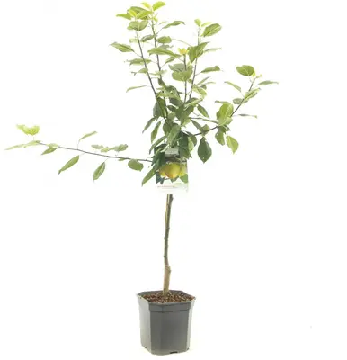 Malus domestica 'Golden Delicious' (Appel) fruitplant 160cm - afbeelding 1