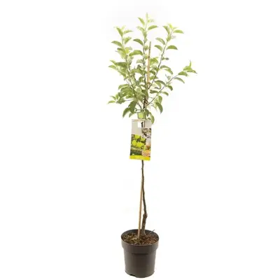 Malus domestica 'Golden Delicious' (Appel) fruitplant 230cm - afbeelding 1