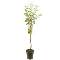 Malus domestica 'Golden Delicious' (Appel) fruitplant 230cm - afbeelding 1
