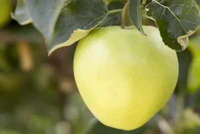 Malus domestica 'Golden Delicious' (Appel) fruitplant 90cm - afbeelding 7