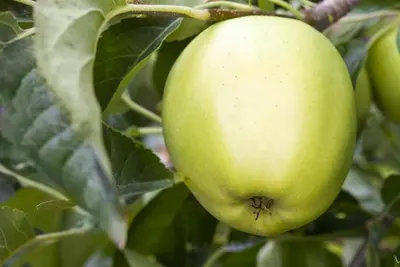 Malus domestica 'Golden Delicious' (Appel) fruitplant 90cm - afbeelding 8