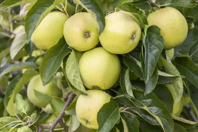 Malus domestica 'Golden Delicious' (Appel) fruitplant 90cm - afbeelding 9