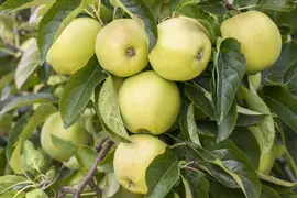 Malus domestica 'Golden Delicious' (Appel) fruitplant 90cm - afbeelding 9