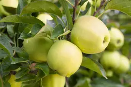 Malus domestica 'Golden Delicious' (Appel) fruitplant 90cm - afbeelding 15