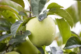 Malus domestica 'Golden Delicious' (Appel) fruitplant 90cm - afbeelding 16