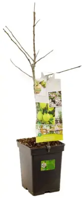 Malus domestica 'Golden Delicious' (Appel) fruitplant 90cm - afbeelding 3