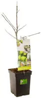 Malus domestica 'Golden Delicious' (Appel) fruitplant 90cm - afbeelding 3