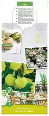 Malus domestica 'Golden Delicious' (Appel) fruitplant 90cm - afbeelding 4