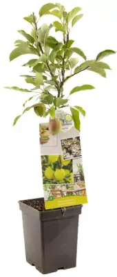 Malus domestica 'Golden Delicious' (Appel) fruitplant 90cm - afbeelding 2