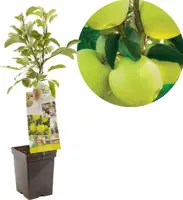 Malus domestica 'Golden Delicious' (Appel) fruitplant 90cm - afbeelding 1