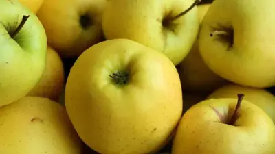 Malus domestica 'Golden Delicious' (Appel) fruitplant 90cm - afbeelding 5