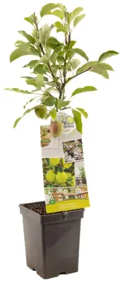 Malus domestica 'Golden Delicious' (Appel) fruitplant 90cm - afbeelding 2