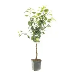 Malus domestica 'Granny Smith' (Appel) fruitplant 160cm - afbeelding 1
