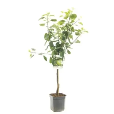 Malus domestica 'Granny Smith' (Appel) fruitplant 160cm - afbeelding 1