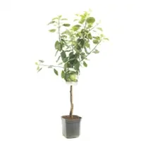 Malus domestica 'Granny Smith' (Appel) fruitplant 160cm - afbeelding 1