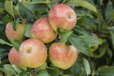 Malus domestica 'James Grieve' (Appel) fruitplant 230cm - afbeelding 5