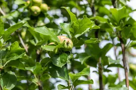 Malus domestica 'James Grieve' (Appel) fruitplant 230cm - afbeelding 7