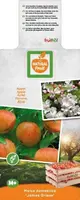 Malus domestica 'James Grieve' (Appel) fruitplant 230cm - afbeelding 3