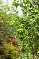 Malus domestica 'James Grieve' (Appel) fruitplant 230cm - afbeelding 6