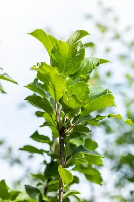Malus domestica 'James Grieve' (Appel) fruitplant 230cm - afbeelding 8